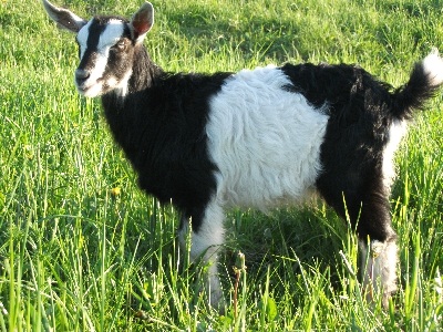 Британо-альпийская порода коз.